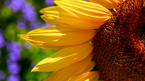 sunflower_sun_closeup600x334